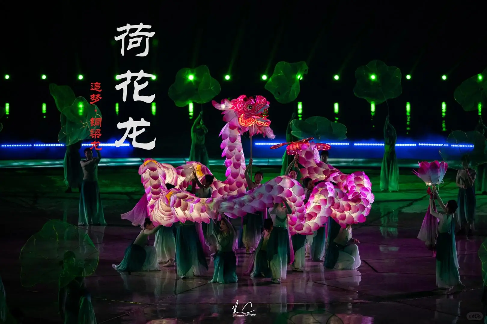荷花龙